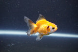 2Pack Thai Oranda   2 Inch (ID#1115ToPTD-14) Free2Day SHIPPING