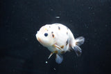 Milk Cow Ranchu  Calico 4 Inch (ID#1025R9a-58) Free2Day SHIPPING