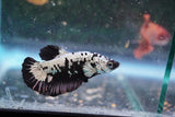 Black   Samurai Plakat Male Betta (ID#801-M220) Free2Day SHIPPING