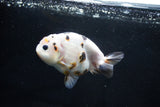 Milk Cow Ranchu  Calico 4 Inch (ID#1025R9a-58) Free2Day SHIPPING