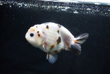 Milk Cow Ranchu  Calico 4 Inch (ID#1025R9a-58) Free2Day SHIPPING