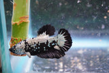 Black   Samurai Plakat Male Betta (ID#801-M220) Free2Day SHIPPING