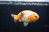 Milk Cow Ranchu  Calico 4.5 Inch (ID#1025R9a-59) Free2Day SHIPPING