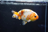 Milk Cow Ranchu  Calico 4.5 Inch (ID#1025R9a-59) Free2Day SHIPPING