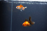 2Pack Thai Oranda   2 Inch (ID#1115ToPTD-15) Free2Day SHIPPING