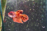 Nemo Koi Galaxy Plakat Male Betta (ID#801-M221) Free2Day SHIPPING