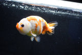 Milk Cow Ranchu  Calico 4.5 Inch (ID#1025R9a-59) Free2Day SHIPPING