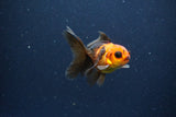 2Pack Thai Oranda   2 Inch (ID#1115ToPTD-15) Free2Day SHIPPING