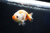 Milk Cow Ranchu  Calico 4.5 Inch (ID#1025R9a-59) Free2Day SHIPPING