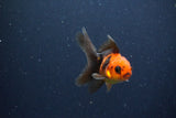 2Pack Thai Oranda   2 Inch (ID#1115ToPTD-15) Free2Day SHIPPING