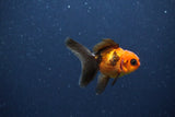 2Pack Thai Oranda   2 Inch (ID#1115ToPTD-15) Free2Day SHIPPING