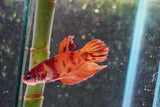 Nemo Koi Galaxy Plakat Male Betta (ID#801-M221) Free2Day SHIPPING