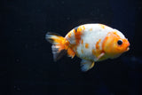 Milk Cow Ranchu  Calico 4.5 Inch (ID#1025R9a-59) Free2Day SHIPPING