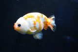 Milk Cow Ranchu  Calico 4.5 Inch (ID#1025R9a-59) Free2Day SHIPPING