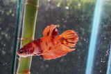 Nemo Koi Galaxy Plakat Male Betta (ID#801-M221) Free2Day SHIPPING