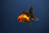 2Pack Thai Oranda   2 Inch (ID#1115ToPTD-15) Free2Day SHIPPING