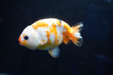 Milk Cow Ranchu  Calico 4.5 Inch (ID#1025R9a-59) Free2Day SHIPPING