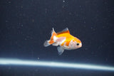 2Pack Thai Oranda   2 Inch (ID#1115ToPTD-15) Free2Day SHIPPING