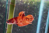 Nemo Koi Galaxy Plakat Male Betta (ID#801-M221) Free2Day SHIPPING