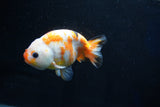 Milk Cow Ranchu  Calico 4.5 Inch (ID#1025R9a-59) Free2Day SHIPPING