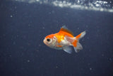 2Pack Thai Oranda   2 Inch (ID#1115ToPTD-15) Free2Day SHIPPING