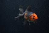 Thai Oranda  Tricolor 5 Inch (ID#0107T2a-51) Free2Day SHIPPING