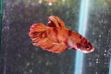 Nemo Koi Galaxy Plakat Male Betta (ID#801-M221) Free2Day SHIPPING