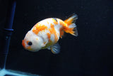 Milk Cow Ranchu  Calico 4.5 Inch (ID#1025R9a-59) Free2Day SHIPPING