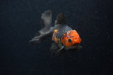 Thai Oranda  Tricolor 5 Inch (ID#0107T2a-51) Free2Day SHIPPING