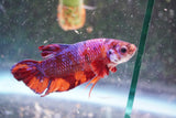 Nemo Koi Galaxy Plakat Male Betta (ID#801-M222) Free2Day SHIPPING