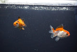 2Pack Thai Oranda   2 Inch (ID#1115ToPTD-16) Free2Day SHIPPING