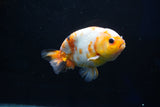 Milk Cow Ranchu  Calico 4.5 Inch (ID#1025R9a-59) Free2Day SHIPPING