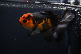 Thai Oranda  Tricolor 5 Inch (ID#0107T2a-51) Free2Day SHIPPING