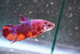 Nemo Koi Galaxy Plakat Male Betta (ID#801-M222) Free2Day SHIPPING