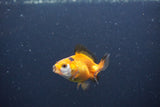 2Pack Thai Oranda   2 Inch (ID#1115ToPTD-16) Free2Day SHIPPING