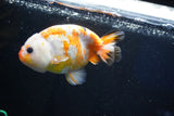 Milk Cow Ranchu  Calico 4.5 Inch (ID#1025R9a-59) Free2Day SHIPPING