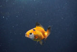 2Pack Thai Oranda   2 Inch (ID#1115ToPTD-16) Free2Day SHIPPING