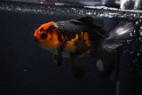 Thai Oranda  Tricolor 5 Inch (ID#0107T2a-51) Free2Day SHIPPING