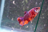 Nemo Koi Galaxy Plakat Male Betta (ID#801-M222) Free2Day SHIPPING