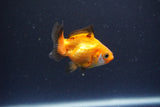 2Pack Thai Oranda   2 Inch (ID#1115ToPTD-16) Free2Day SHIPPING