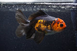 Thai Oranda  Tricolor 5 Inch (ID#0107T2a-51) Free2Day SHIPPING