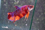 Nemo Koi Galaxy Plakat Male Betta (ID#801-M222) Free2Day SHIPPING