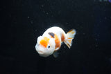 Milk Cow Ranchu  Calico 4 Inch (ID#1025R9a-60) Free2Day SHIPPING