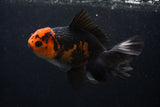 Thai Oranda  Tricolor 5 Inch (ID#0107T2a-51) Free2Day SHIPPING