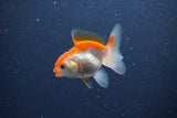 2Pack Thai Oranda   2 Inch (ID#1115ToPTD-16) Free2Day SHIPPING