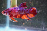 Nemo Koi Galaxy Plakat Male Betta (ID#801-M222) Free2Day SHIPPING