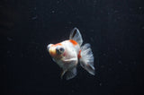 Butterfly  Calico 3.5 Inch (ID#318B8b-33) Free2Day SHIPPING