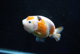 Milk Cow Ranchu  Calico 4 Inch (ID#1025R9a-60) Free2Day SHIPPING