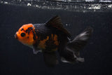 Thai Oranda  Tricolor 5 Inch (ID#0107T2a-51) Free2Day SHIPPING