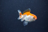 2Pack Thai Oranda   2 Inch (ID#1115ToPTD-16) Free2Day SHIPPING